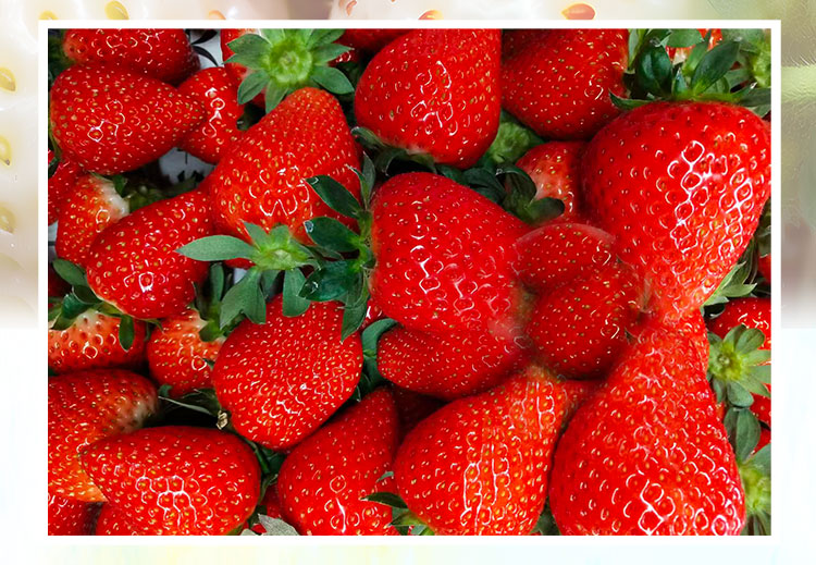 草莓1920網50像素2025年3月12日網頁_05.jpg